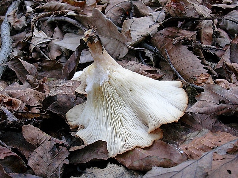 488 Novembre vecchio ritrovamento